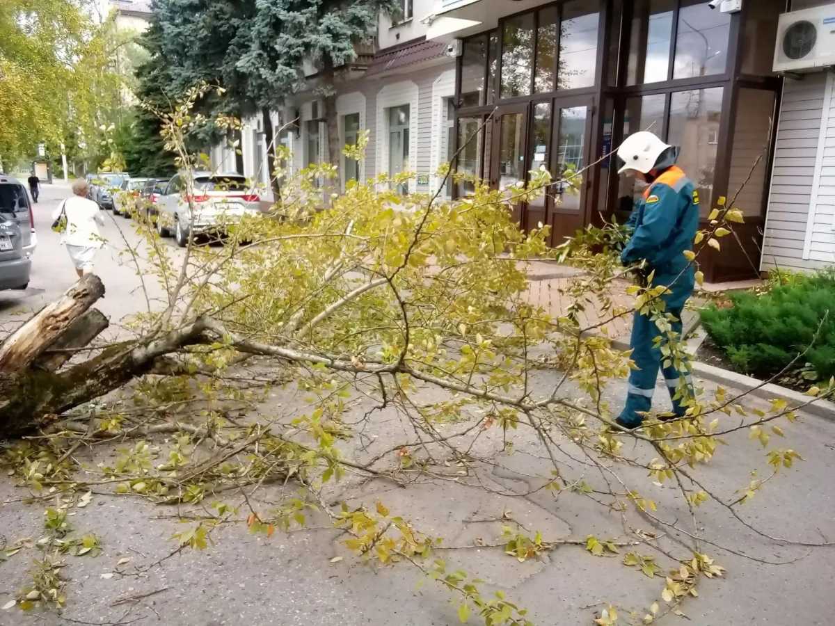 В Великом Новгороде женщина пострадала при падении дерева В Великом Новгороде женщина пострадала при падении дерева