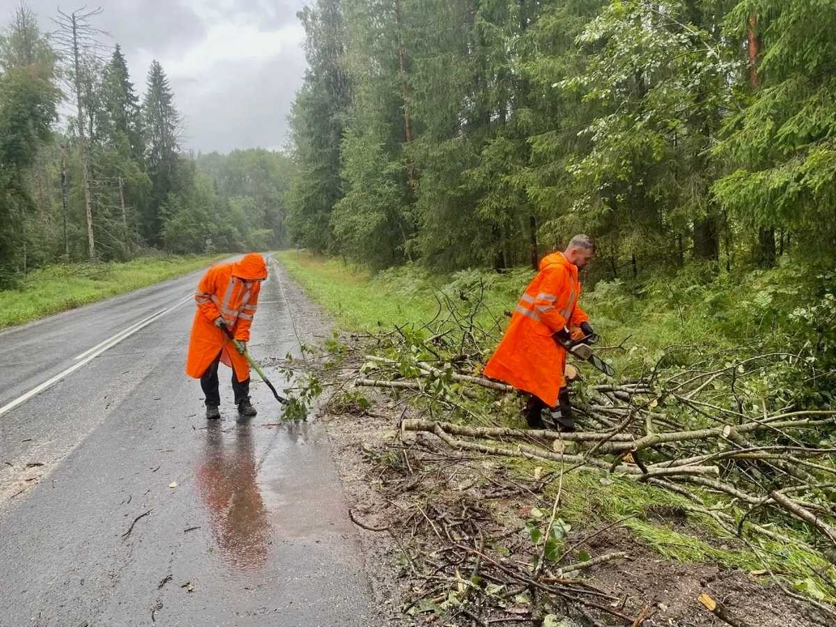 Более 300 поваленных деревьев убрали с дорог Новгородской области за сутки Более 300 поваленных деревьев убрали с дорог Новгородской области за сутки