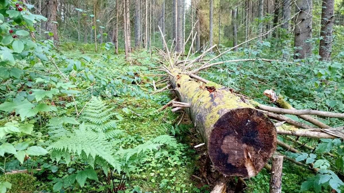 В лесу под Крестцами на мужчину напал медведь В лесу под Крестцами на мужчину напал медведь