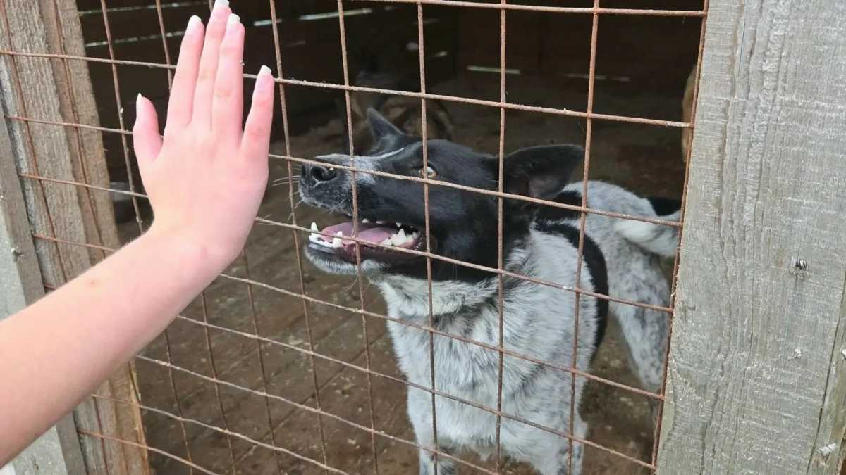 Волонтёры клуба «Добрые сердца» в Пестове передали корм в приют для животных Волонтёры клуба «Добрые сердца» в Пестове передали корм в приют для животных
