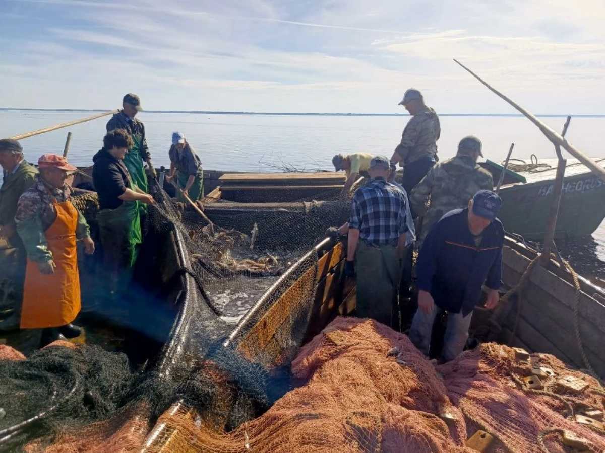 Акцию «Доступная рыба» проведут в Великом Новгороде, Чудове и Старой Руссе Акцию «Доступная рыба» проведут в Великом Новгороде, Чудове и Старой Руссе