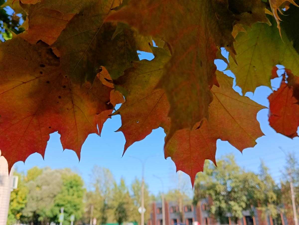Ливни и грозы возвращаются в Новгородскую область Ливни и грозы возвращаются в Новгородскую область