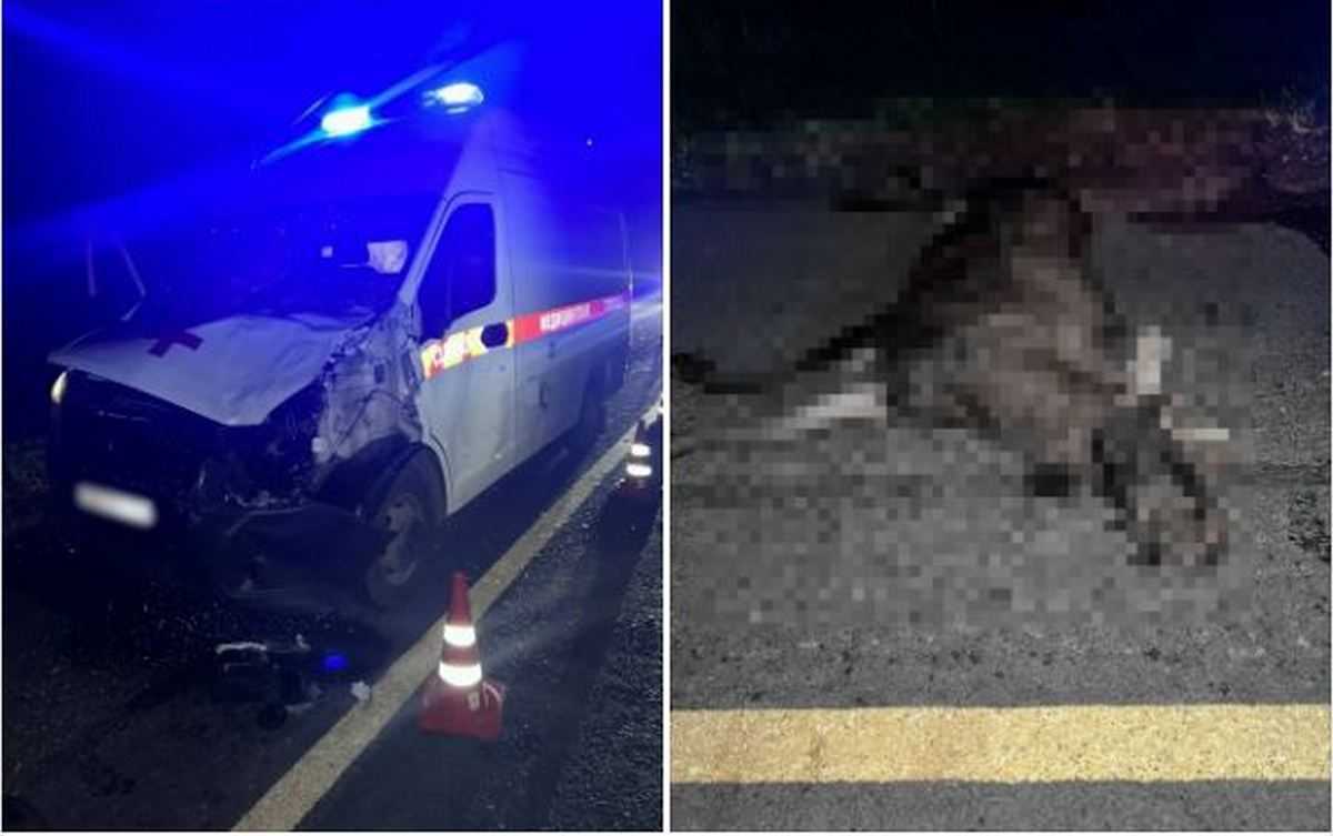 На М-10 в Новгородском округе скорая помощь врезалась в лося На М-10 в Новгородском округе скорая помощь врезалась в лося