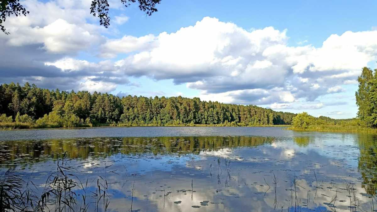 С начала года в лесах Новгородской области заблудились 153 человека С начала года в лесах Новгородской области заблудились 153 человека