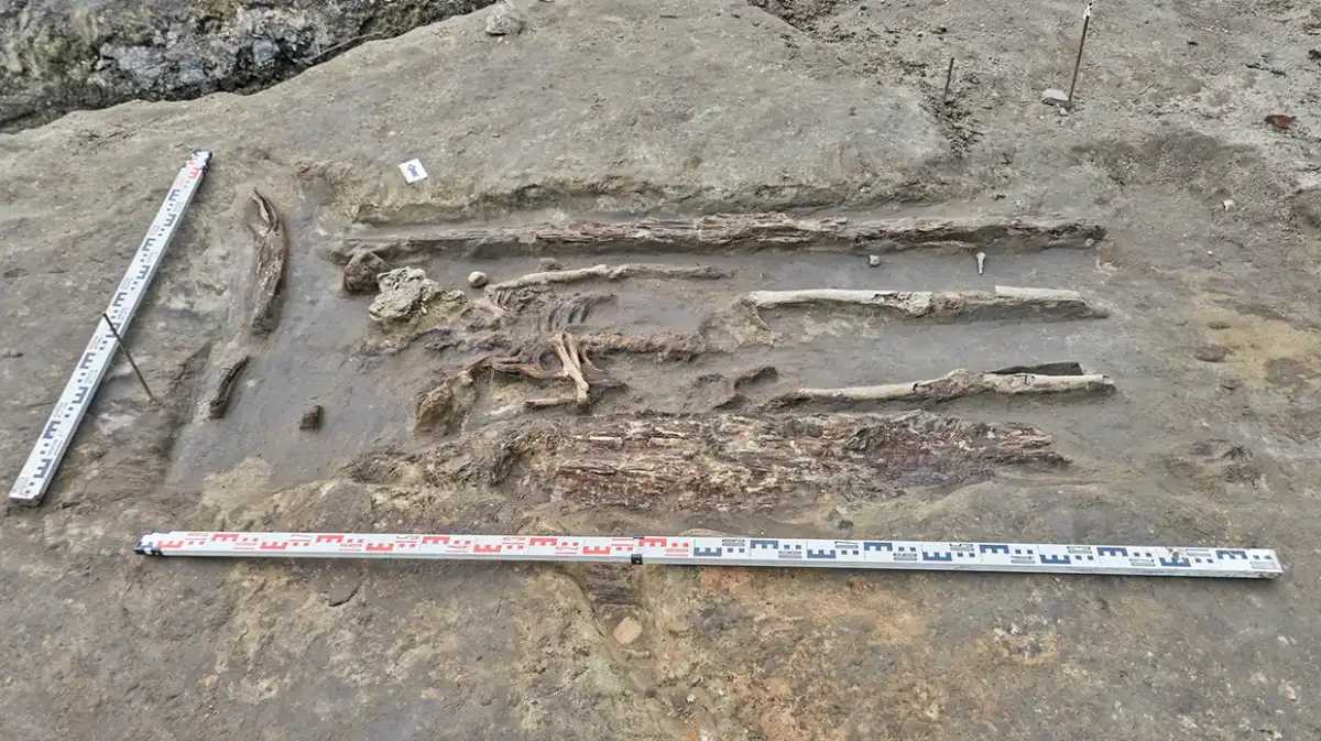 В древнем некрополе в Старой Руссе нашли останки женщины со сложной причёской В древнем некрополе в Старой Руссе нашли останки женщины со сложной причёской