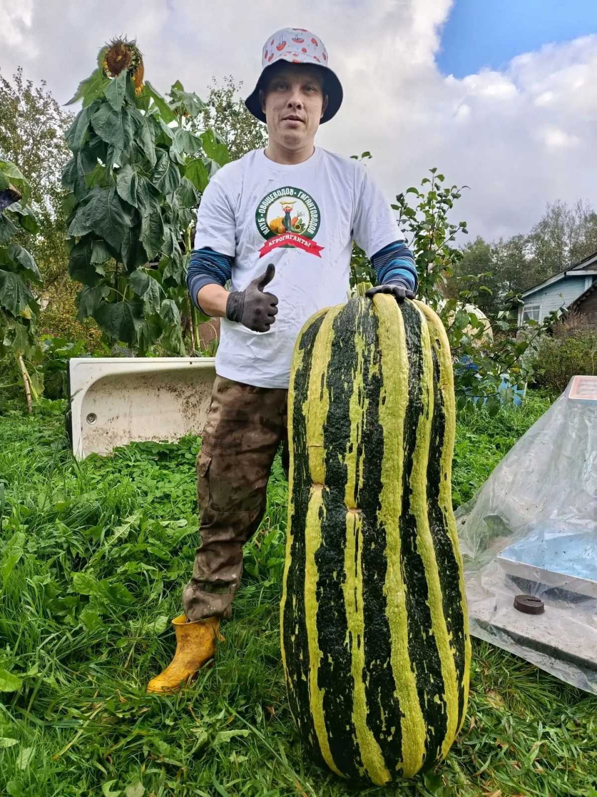 Супруги Войновы из Любытинского округа собирают урожай овощей-гигантов Супруги Войновы из Любытинского округа собирают урожай овощей-гигантов