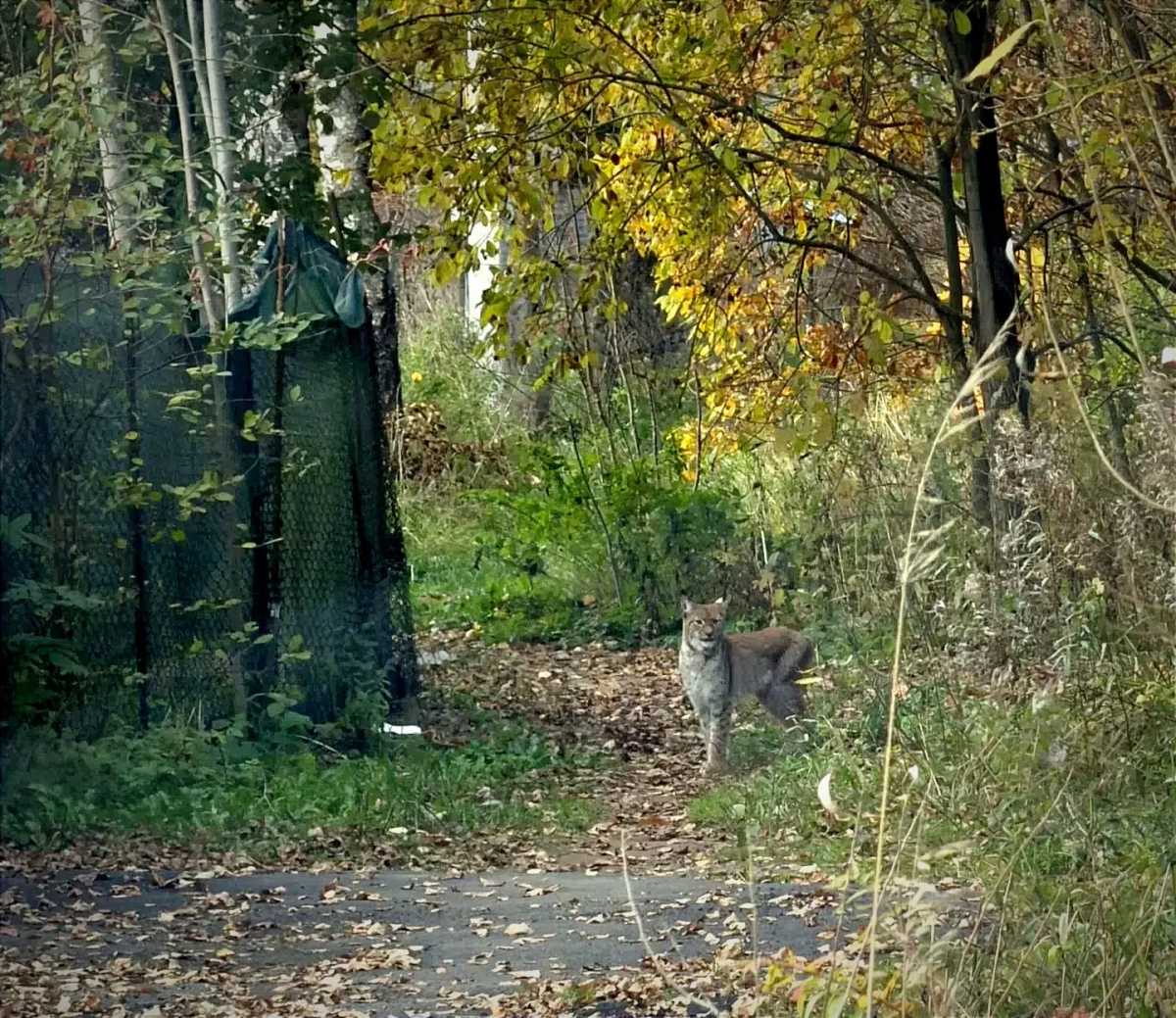 На окраине Великого Новгорода заметили рысь На окраине Великого Новгорода заметили рысь