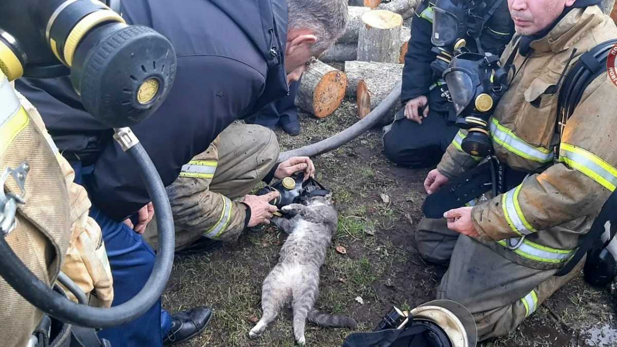 В Пестове пожарные спасли кошку из горящего дома В Пестове пожарные спасли кошку из горящего дома